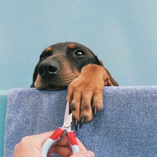 A dog's paw having its nails trimmed