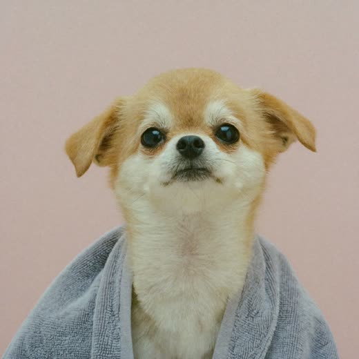 A small dog wrapped in a towel after its bath